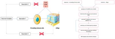 Circulating immune cells and vitiligo: a bidirectional two-sample Mendelian randomization study